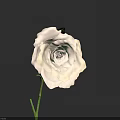 Beautiful Rose with White and Pink Gradient Petals and Green Stem on Black Background
