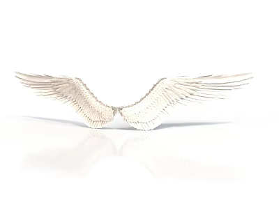 White Wings With Detailed Shiny Feathers And Reflection On White Background 3d model