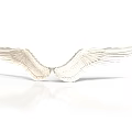 White Wings With Detailed Shiny Feathers And Reflection On White Background