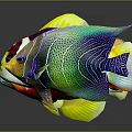 Commercial Fish Display Equipment Featuring Colorful Fish Arrangement And Grey Background Reflection
