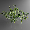 Green Bamboo Stems With Fresh Leaves Growing In Cluster On Glossy Surface