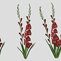 Red Pink White Gladiolus Flowers With Green Stems And Leaves