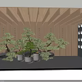 Bonsai Plants In White Planters With Lush Green Foliage And Wooden Wall Background