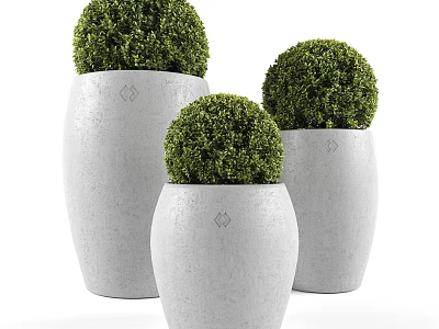 Three White Concrete Pots With Round Green Bonsai Plants In Different Sizes For Home Decor 3d model
