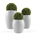 Three White Concrete Pots With Round Green Bonsai Plants In Different Sizes For Home Decor