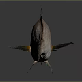 Reddish Brown Fish With Black Fins On Gray Background And Reflection