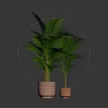 Lush Green Palm Like Plants In Terracotta Pots On Dark Background