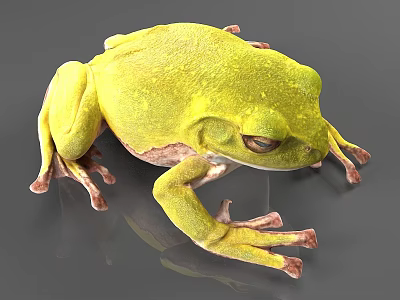 Green Frog 3D Render With Detailed Skin Texture And Realistic Eyes 3d model