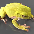 Green Frog 3D Render With Detailed Skin Texture And Realistic Eyes