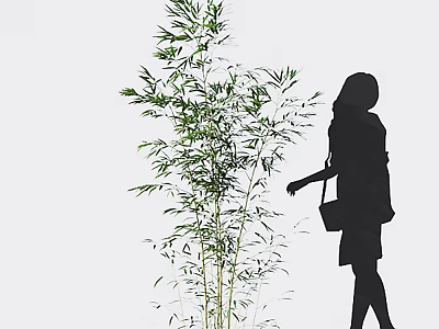 Green Bamboo Plants Near Woman Silhouette In Simple White Scene 3d model