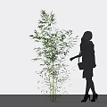 Green Bamboo Plants Near Woman Silhouette In Simple White Scene
