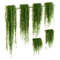 Beautiful Lush Green Trailing Hanging Potted Plants For Indoor Home Decoration