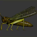 Detailed 3D Rendered Grasshopper With Yellow Green Body And Shiny Wings On Dark Background