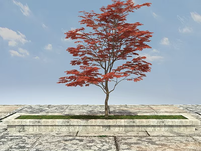 Red Leaf Tree With Slender Trunk In Square Stone Flower Bed Under Blue Sky 3d model