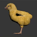 Adorable Young Yellow Chick Standing on Black Background with Spread Wings