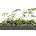 Fern Plants and Green Foliage in Modern Rectangular Planter Box with Stones