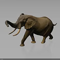 Brown Elephant With Long Ivory Tusks And Curved Trunk Walking On Gray Background
