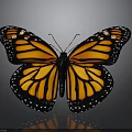 Monarch Butterfly With Spread Orange And Black Wings And White Spots On Dark Background