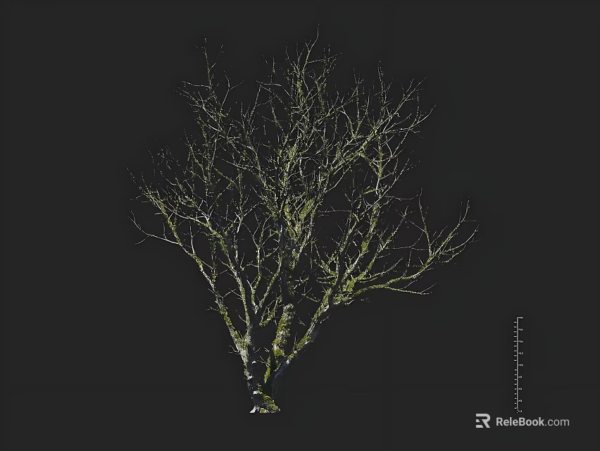 Leafless Tree with Twisted Branches and White Greenish Trunk on Dark Background 3d model 