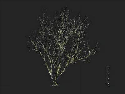 Leafless Tree with Twisted Branches and White Greenish Trunk on Dark Background 3d model