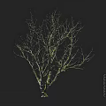 Leafless Tree with Twisted Branches and White Greenish Trunk on Dark Background 3d model