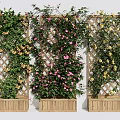 Decorative Flowering Vines Growing On Trellises In Wooden Planters With Pink And Yellow Blooms