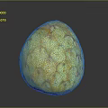 Yellow Textured Sugar Apple Fruit on Gray Reflective Background Surface