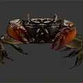 Red Clawed Brown Crab With Detailed Shell On Dark Background View