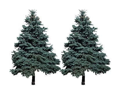 Two Evergreen Pine Trees With Green Foliage And Pine Cones Isolated On White Background 3d model