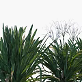 Decorative Green Plants Featuring White Slender Petals and Lush Leaves in Different States