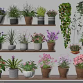 Variety of Colorful Potted Plants on Multi Layered Shelves with Hanging Greenery and Decorative Pots
