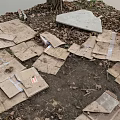 Scattered Cardboard Pieces On Dirt Ground With Fallen Leaves Near Tree Trunk And Water Edge
