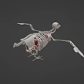 Flying Animal Skeleton Model With Detailed Internal Organs And Anatomical Structure