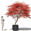 Bonsai Plant With Red Leaves In Black Pot And Person Standing Beside