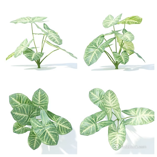 Green Leafy Plants With White Striped Foliage In Various Angles For Indoor Decor 3d model 