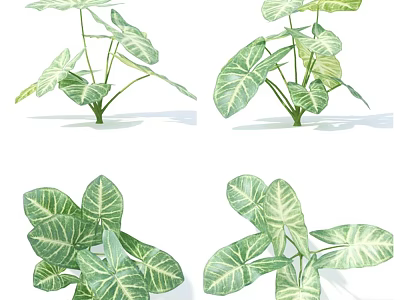 Green Leafy Plants With White Striped Foliage In Various Angles For Indoor Decor 3d model