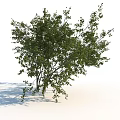 Lush Green Garden Shrub With Dense Leafy Branches And Natural Outdoor Look