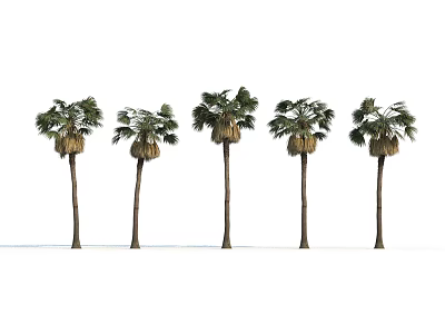 Five Tall Palm Trees With Green Fronds Standing In A Row 3d model