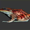 Vibrant Red And Orange Spotted Frog With Blue Eyes On Gray Background