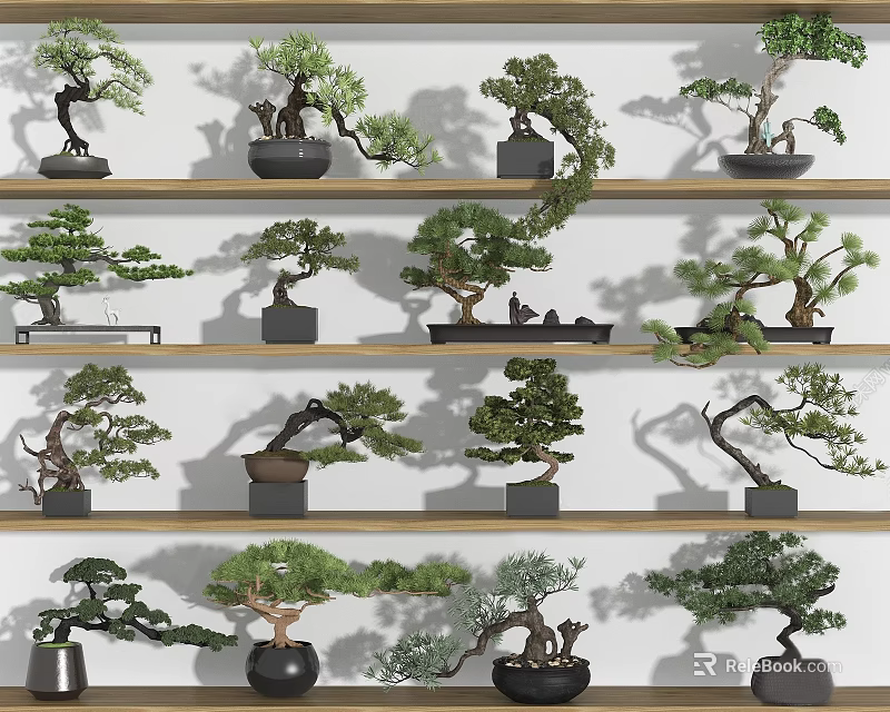 Multiple Bonsai Plants Displayed on Wooden Shelves with Various Shapes and Green Foliage 3d model 