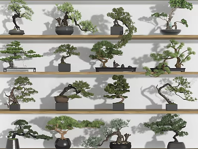Multiple Bonsai Plants Displayed on Wooden Shelves with Various Shapes and Green Foliage 3d model