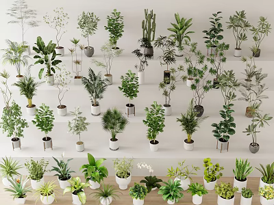 Diverse Green Potted Plants Collection With Various Species And Decorative Ceramic Pots 3d model