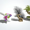 Stylish Indoor Bonsai Potted Plants With Various Branches And Green Foliage