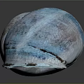 Marine Snail Seashell With Blue Glossy Surface And Natural Spiral Texture On Black Background