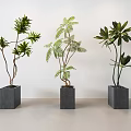 Three Different Bonsai Plants in Gray Square Pots Against White Walls and Light Floor