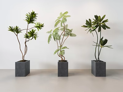 Three Different Bonsai Plants in Gray Square Pots Against White Walls and Light Floor 3d model