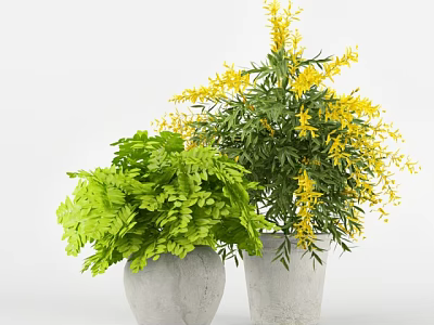 Potted Plants With Green Ferns And Yellow Flowers In Gray Concrete Pots 3d model