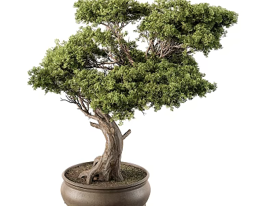 Decorative Indoor Bonsai Plant With Lush Green Foliage And Textured Trunk In Brown Ceramic Pot 3d model