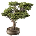 Decorative Indoor Bonsai Plant With Lush Green Foliage And Textured Trunk In Brown Ceramic Pot