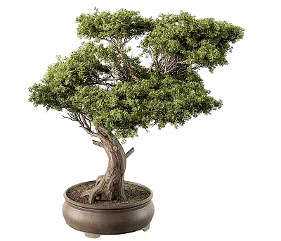 Decorative Indoor Bonsai Plant With Lush Green Foliage And Textured Trunk In Brown Ceramic Pot 3d model